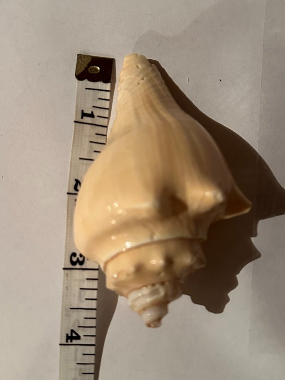 Florida Seashells - Picture 2 of 7